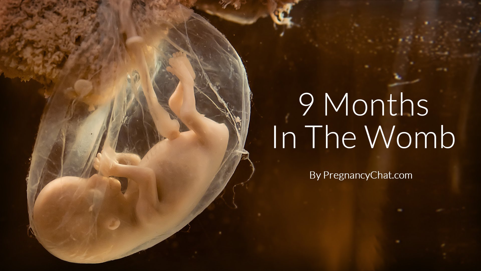 Thumbnail for 9 Months In The Womb